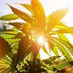 Tulsa marijuana business lawyer